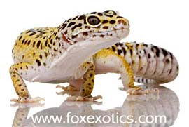 Leopard Gecko